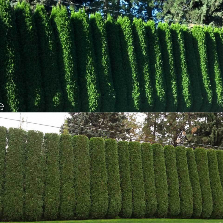 arborvitae hedge pruning in spokane before and after