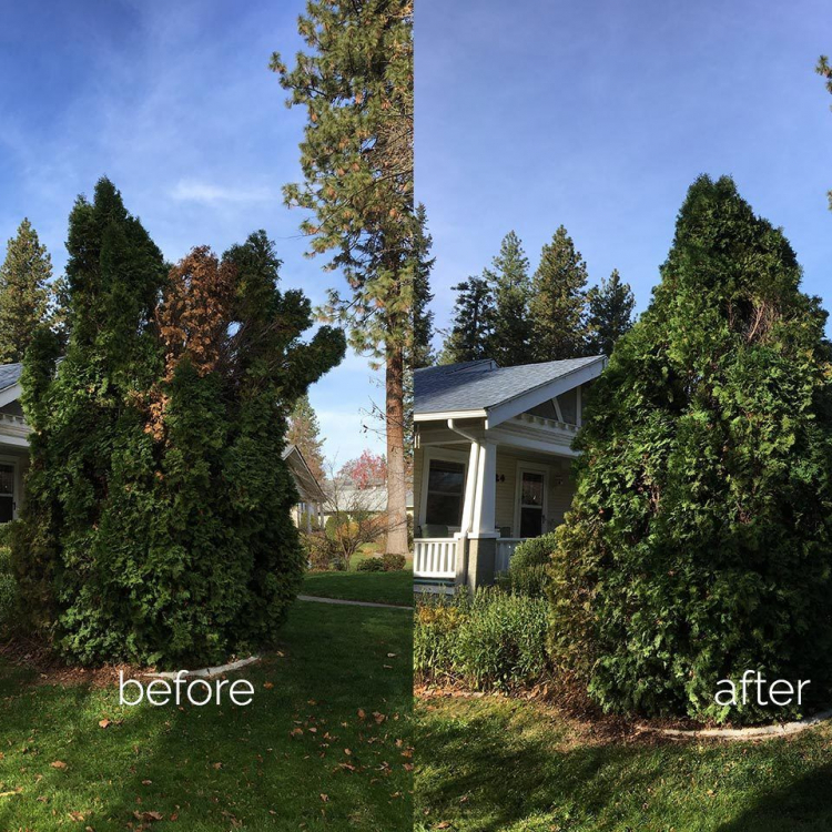 arborvitae hedge pruning in spokane before and after