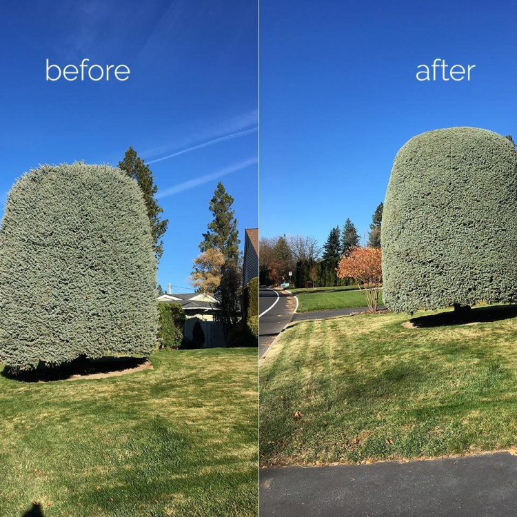 blue spruce tree pruning in spokane before and after