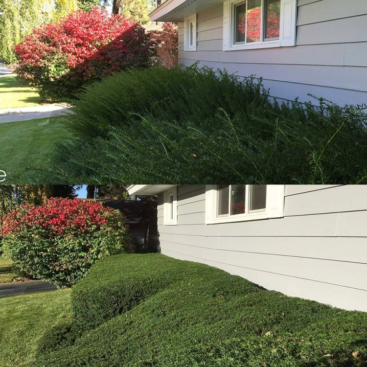 yew hedge pruning in spokane before and after
